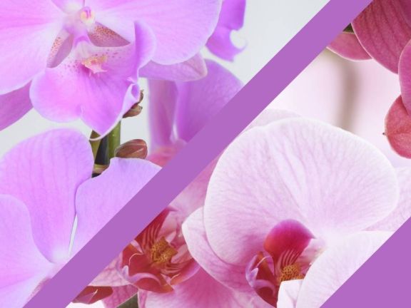 Orquídeas Premium