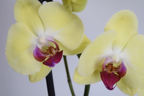 Las mejores Orquídeas a domicilio