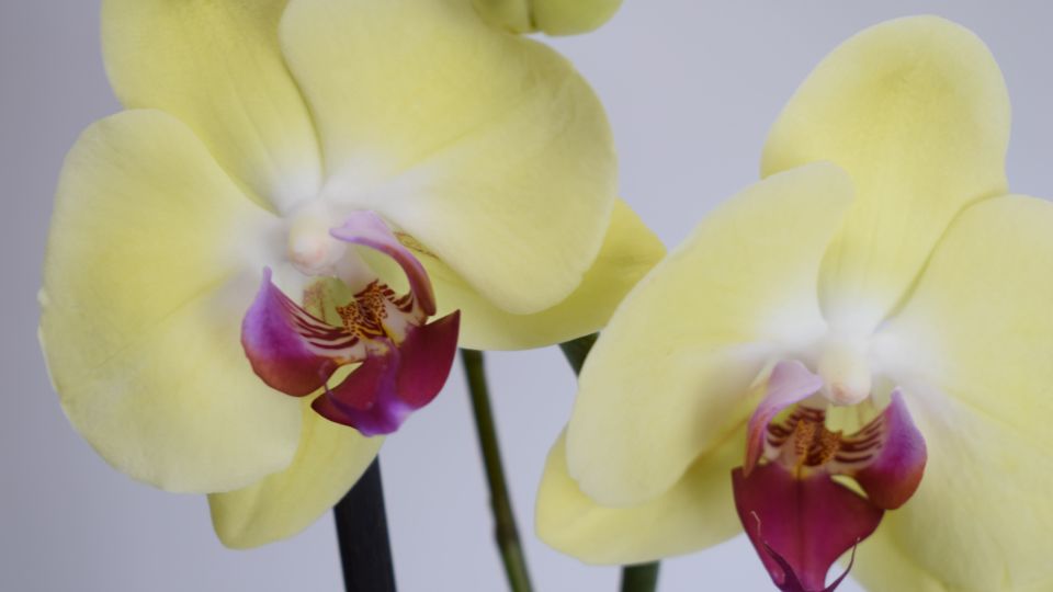 Las mejores Orquídeas a domicilio