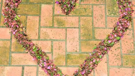Enviar orquideas a domicilio por San Valentín