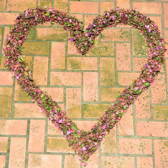 Enviar orquideas a domicilio por San Valentín