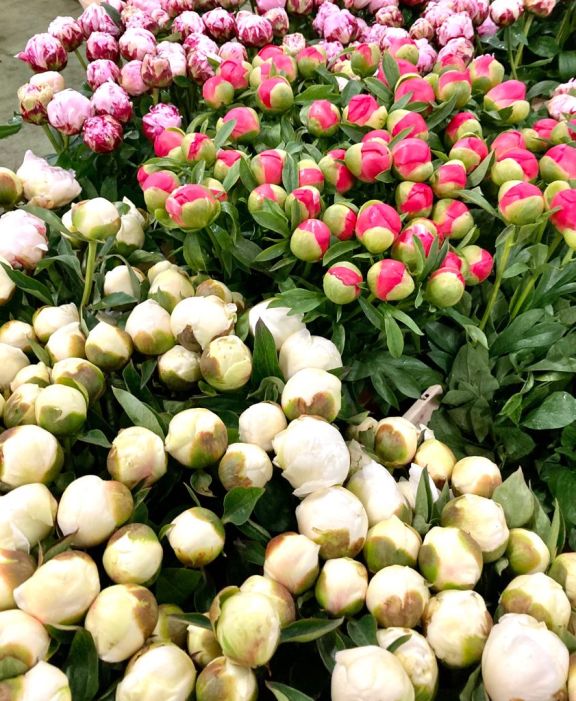 Peonías, las flor por excelencia