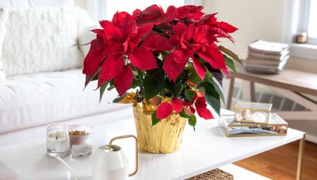 ¡Luz y color para tu Navidad con Poinsettias!