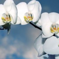 La colección de Orquídeas de Floristerías L´ART
