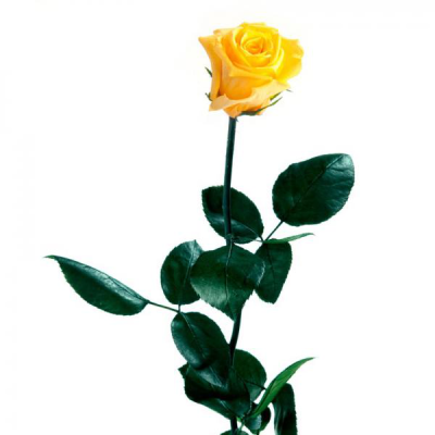 Rosa Preservada Amarilla