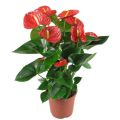 Anthurium