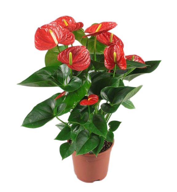 Anthurium