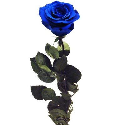 Rosa Preservada Azul