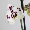 Orquideas de colores variados