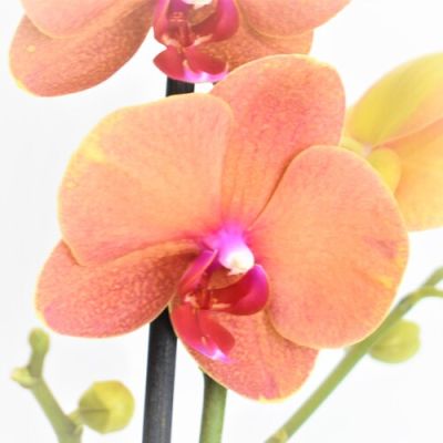Orquideas de colores variados