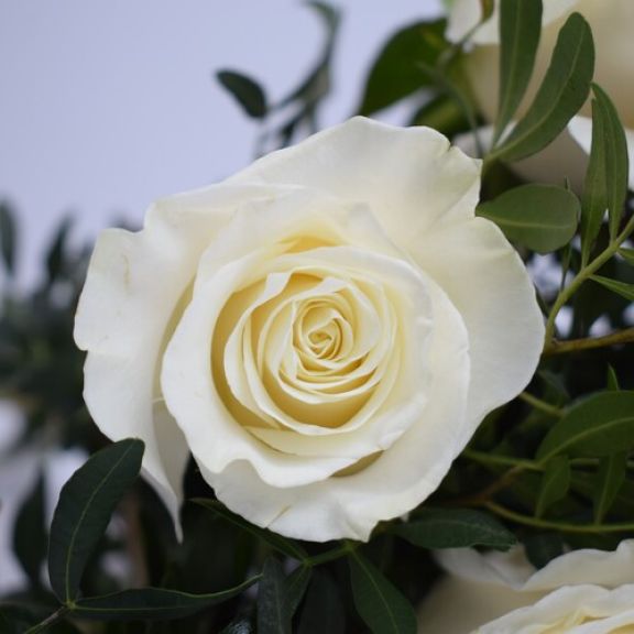 rosa blanca de cerca