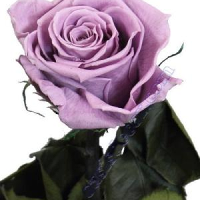 Rosa Preservada Morada