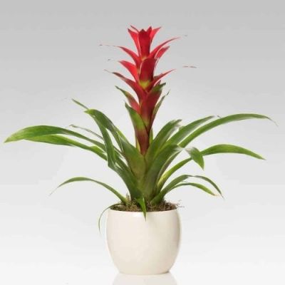 Guzmania