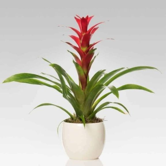 Guzmania