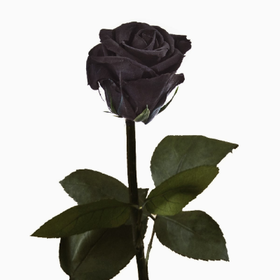 Rosa Preservada Negra
