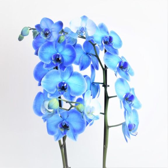 orquídea azul regalar