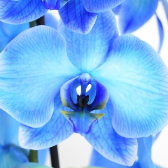 Orquídea azul detalle