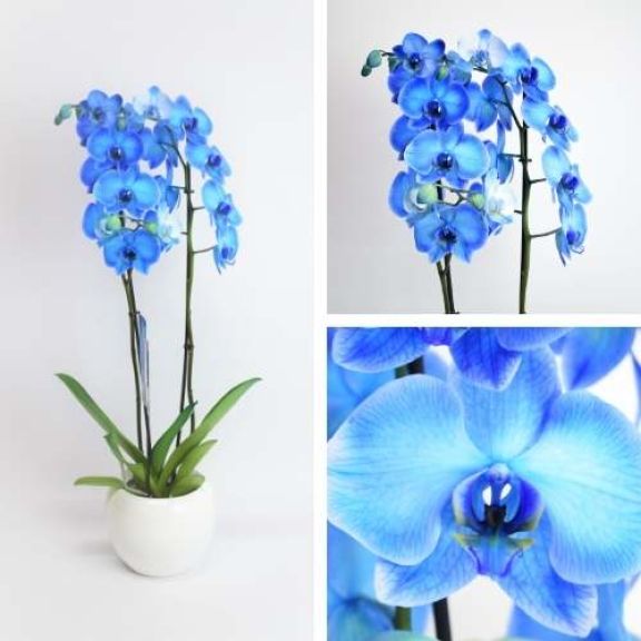 Comprar Orquídeas para regalo - Floristería a domicilio