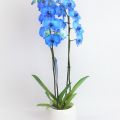 Orquídea Azul