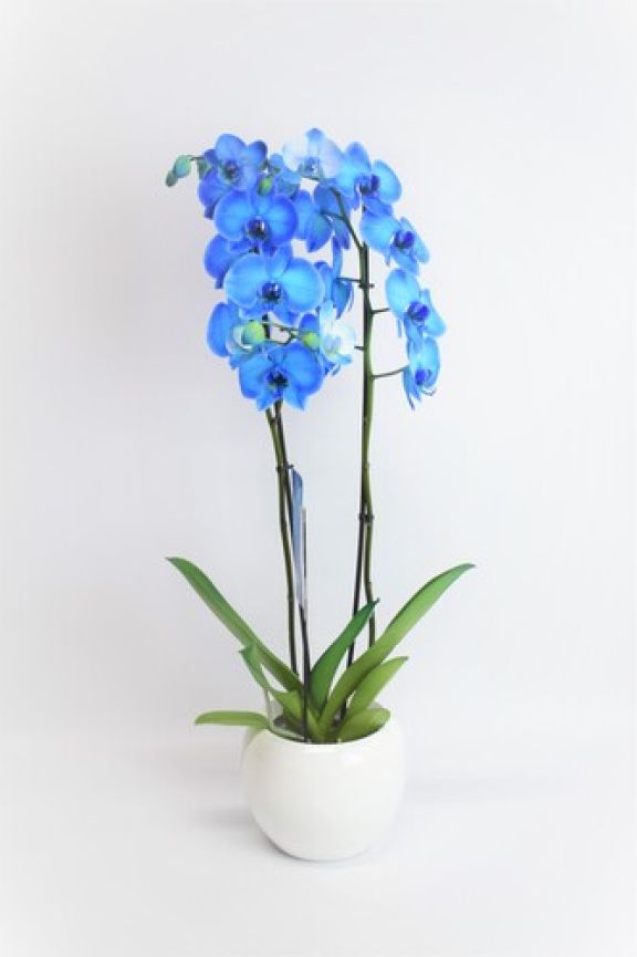 bonitas orquídeas