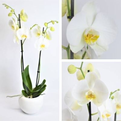 Orquídea Blanca