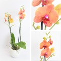 Orquideas de colores variados