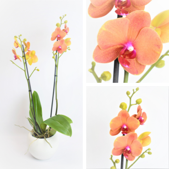 Comprar Orquídeas a domicilio - Floristería a domicilio