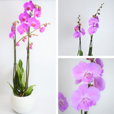 Orquídea Malva