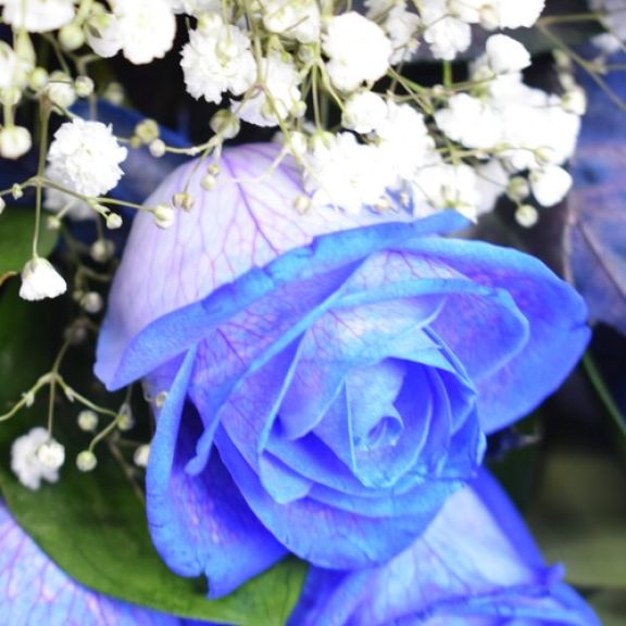 Ramo de rosas azules a domicilio - Floristería online