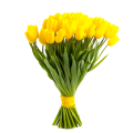 Yellow tulip