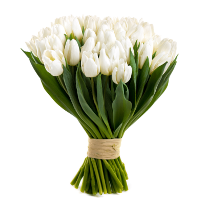 White tulip