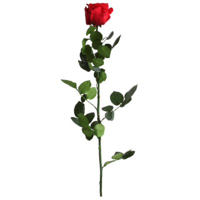 Rosa Preservada Roja