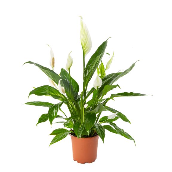 Spathiphyllum