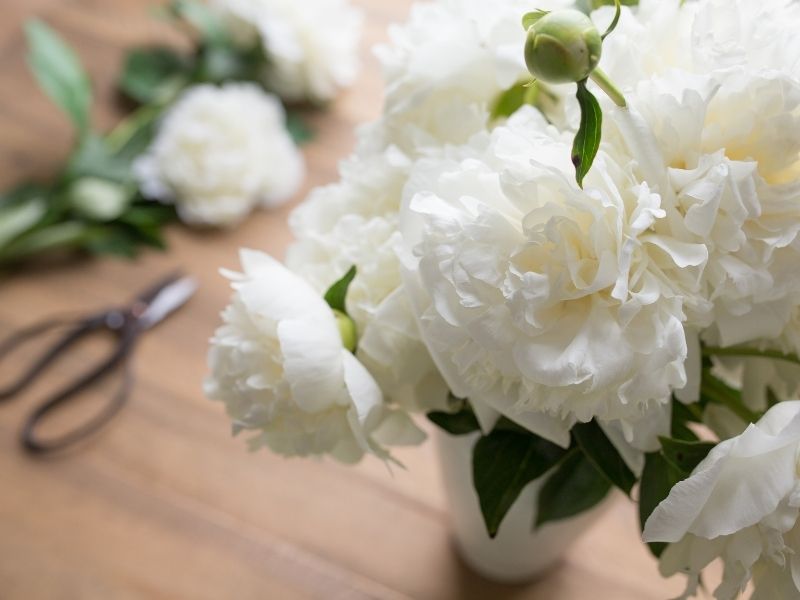 Peonías, flores de belleza exquisita - Blog Floristerías L´ART