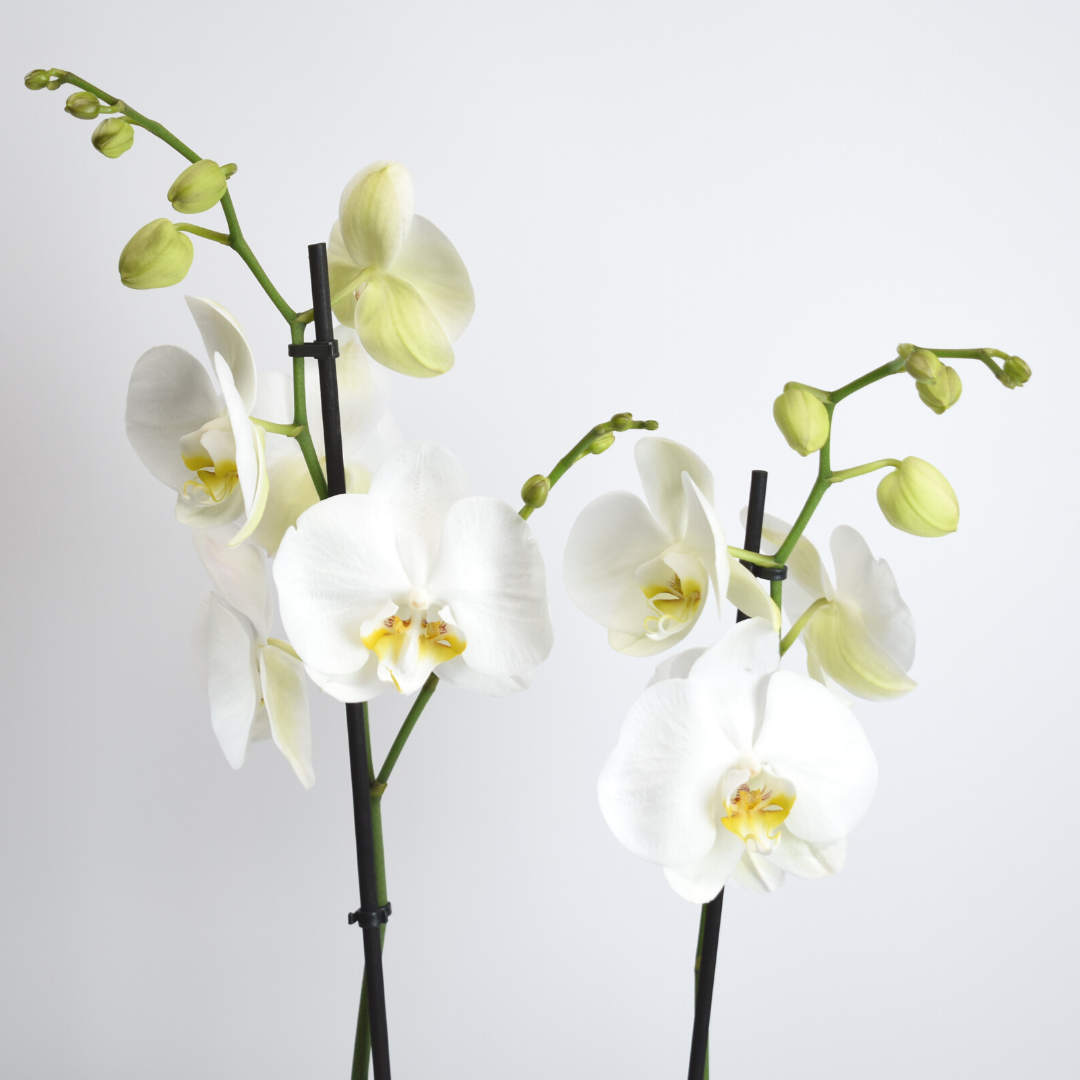 Orquídeas blancas