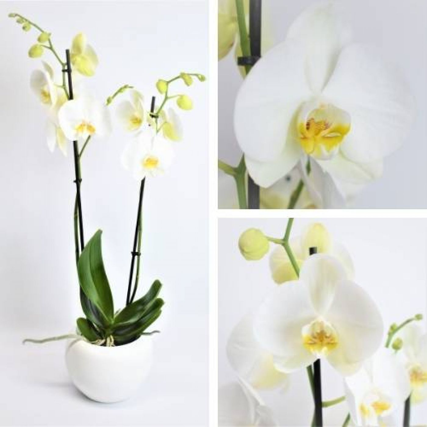 Orquídeas frescas pare enviar a domicilio